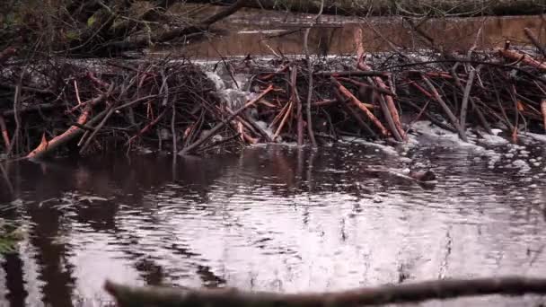 Wasser Fließt Durch Einen Biberdamm Fluss — Stockvideo