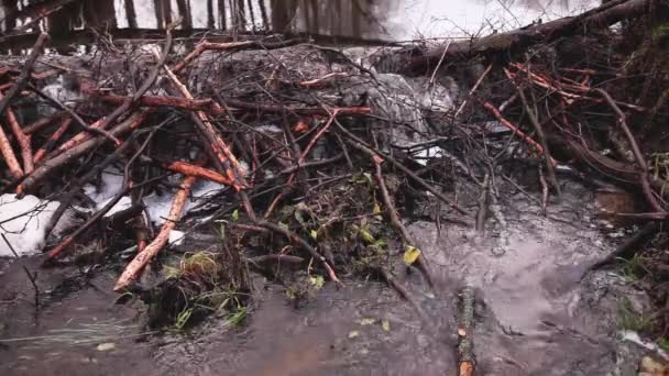 Vatten Som Rinner Genom Bäverdamm Floden — Stockvideo