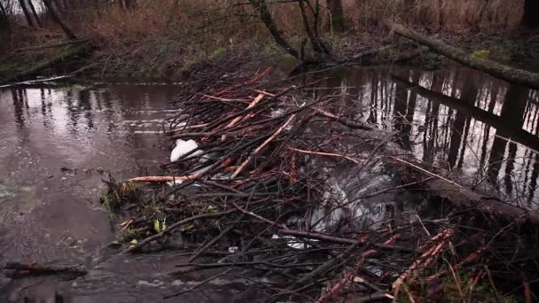 Acqua Che Scorre Attraverso Una Diga Castoro Sul Fiume — Video Stock