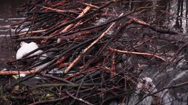 Eau Qui Coule Travers Barrage Castors Sur Rivière — Video