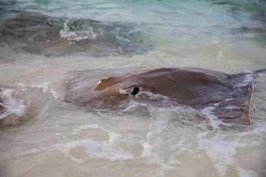 Maldivler sahilinde tehlikeli hayvanlar var.