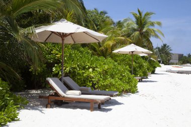 Şemsiyelerin altındaki güverte sandalyeleri Maldivler 'de kumsalda