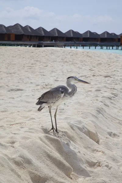 Grey heron, strolling along the beach in the Maldives — Stock Photo, Image