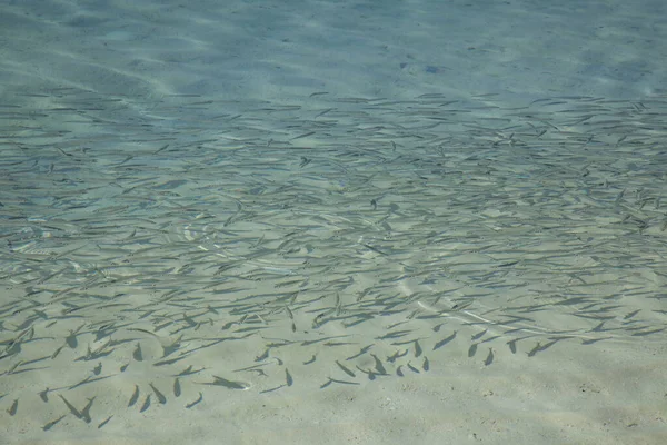 Haut-fond de petits poissons sur la plage — Photo