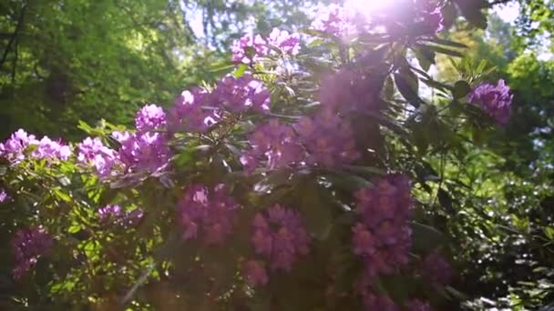 Rododendron Gyönyörű Virágok Kertben Napkitörés Lencsében Lassú Kameramozgás — Stock videók
