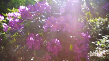 Rododendron, bahçede güzel çiçekler, lenste güneş patlaması.