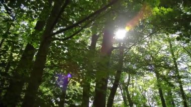 Güzel yapraklar rüzgarda hareket eder, kamera hareket eder, lenste güneş patlaması olur.