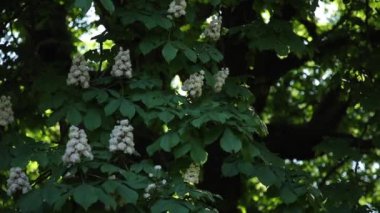 Aesculus kestane ağacında güzel çiçekler