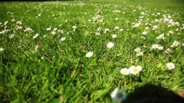 Papatya dolu çayır, yakın plan.