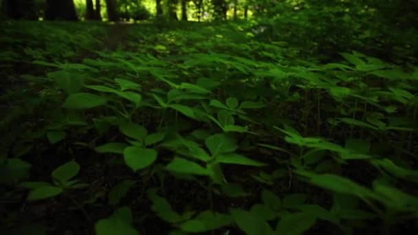 公園内の茂みの上をカメラで — ストック動画