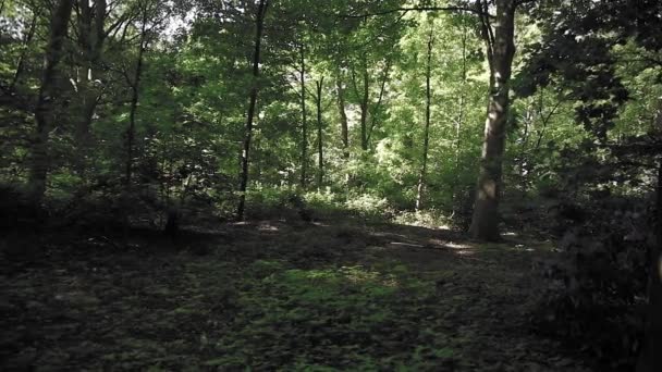 Rotasi Kamera Taman Pohon Pohon Yang Indah Dan Hijau — Stok Video