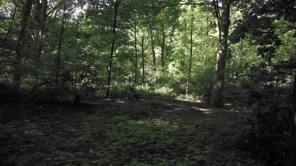 Rotación Cámara Parque Hermosos Árboles Vegetación — Vídeo de stock