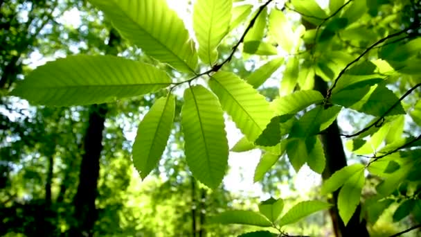 Leaves Sway Wind Solar Flare Falls Lens — Stock Video