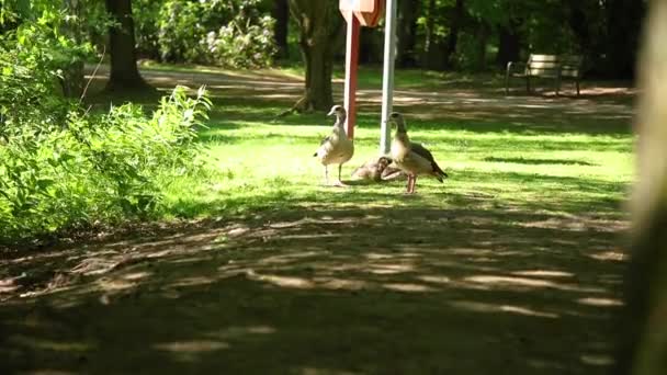 Ördek Ailesi Güneşin Tadını Çıkarıyor — Stok video