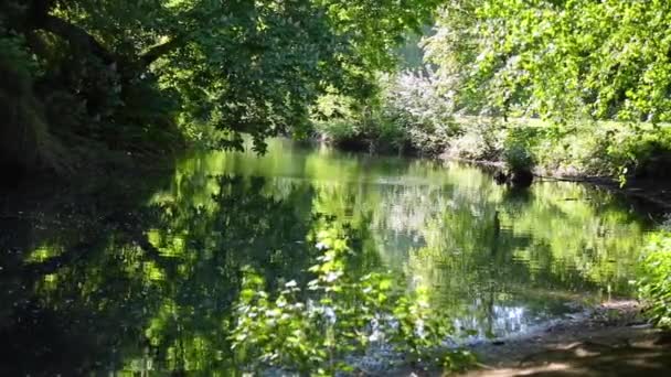 Wasser Teich Rundherum Wachsen Bäume — Stockvideo