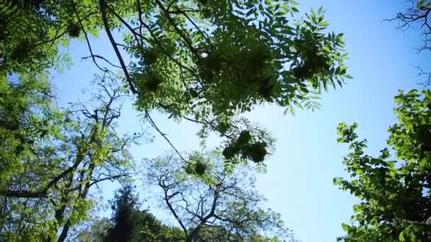 Гілки Дерева Погойдуються Вітрі Сонячне Полум Падає Лінзу — стокове відео