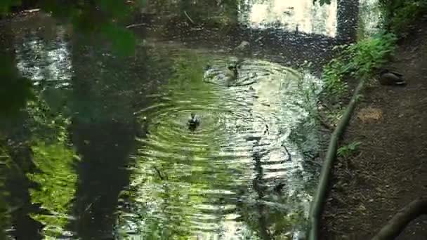 Enten Tauchen Teich — Stockvideo