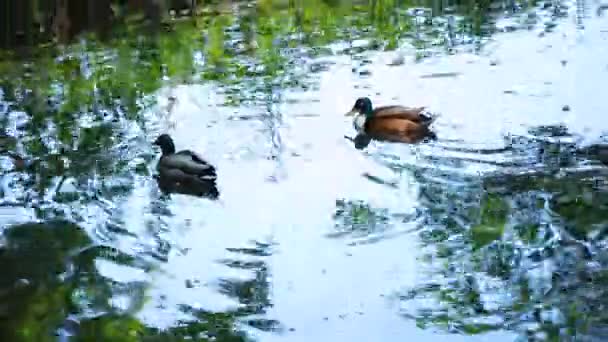Zwei Schöne Enten Schwimmen Auf Dem Teich — Stockvideo