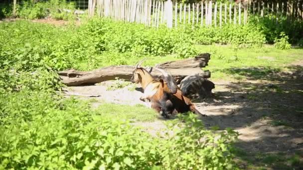 Два Кози Летять Сонці — стокове відео