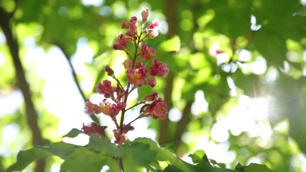 Rode Bloemen Zwaaien Boomtak Zonnevlam Valt Lens Aan Rechterkant — Stockvideo