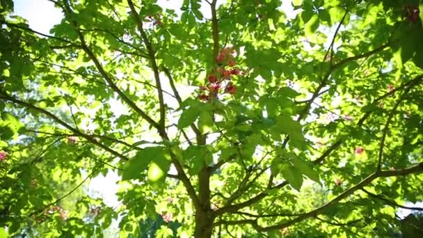 木に赤い花が咲き太陽フレアがレンズに入り — ストック動画