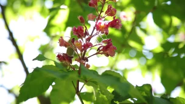 赤い花は木の枝に手を振り太陽フレアはレンズに落ち — ストック動画