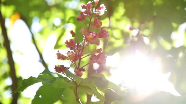 红花在树枝上摇曳 一颗美丽的大太阳耀斑落在镜片上 — 图库视频影像
