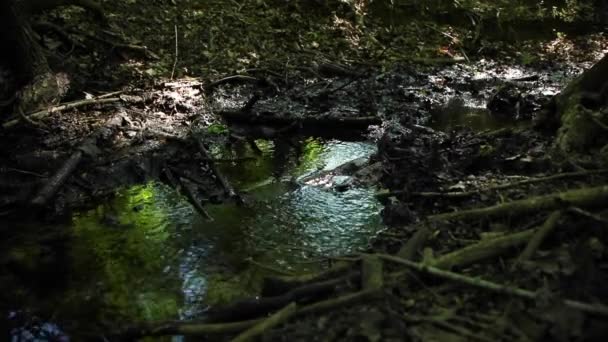 Piccolo Ruscello Scorre Tra Gli Alberi Del Parco Vicino — Video Stock