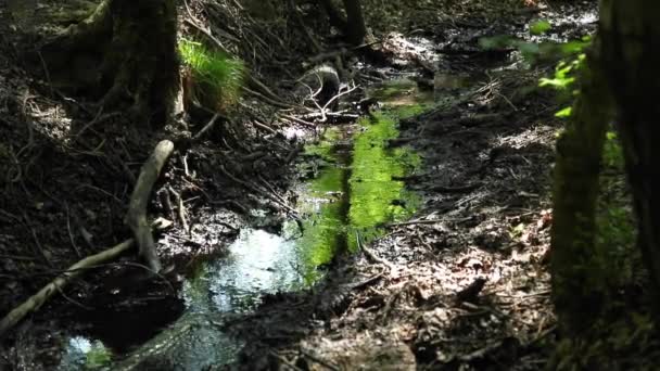 Маленький Потік Тече Між Деревами Парку — стокове відео
