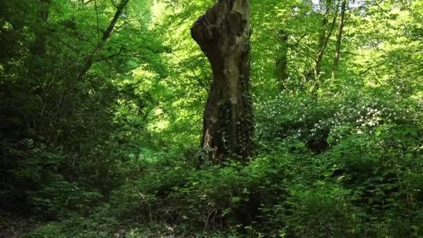 公园里的大棵干枯的树 摄像机从底部移动到顶部 — 图库视频影像