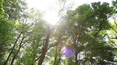 Ağaçlardan taç, yeşil yapraklar ve güzel alevler objektife ters düşüyor.