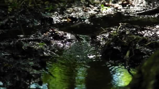 Pequeño Arroyo Fluye Entre Los Árboles Parque Cerca Vista Frontal — Vídeos de Stock