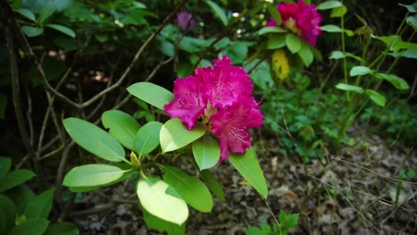 Rhododendron Beautiful Flowers Sway Wind — Stock Video
