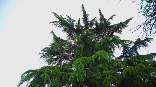 Krone Eines Nadelbaums Flattert Wind Sonneneruption Fällt Die Linse — Stockvideo