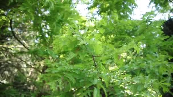 Belles Feuilles Vertes Sur Une Branche Arbre Flotte Dans Vent — Video