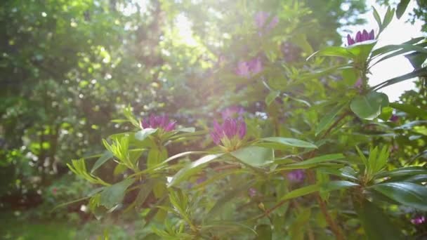 Rhododendron Vackra Blommor Svajar Vinden Soleruption Faller Linsen — Stockvideo