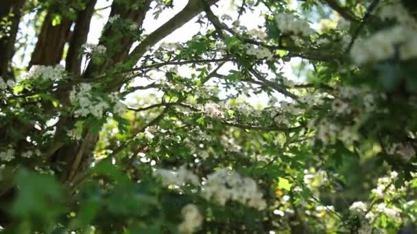 branche envahie de belles fleurs blanches 