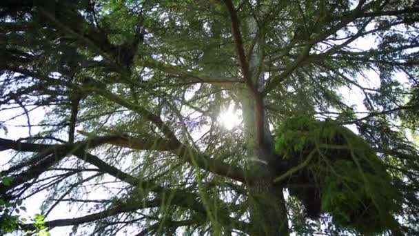 Soleil Brille Entre Les Branches — Video