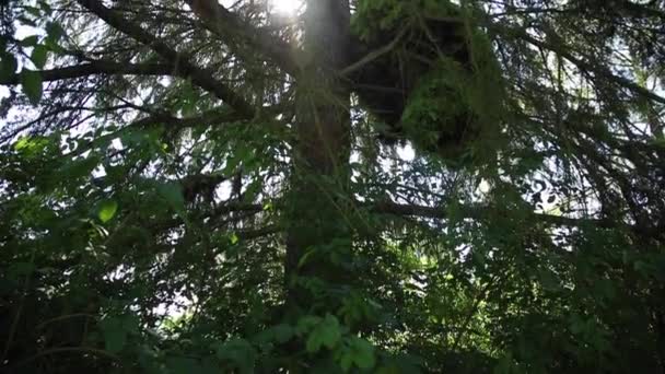 太陽が枝の間に輝きカメラが上向きに動き — ストック動画