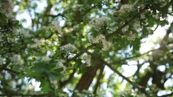 branche envahie de belles fleurs blanches, une belle éruption solaire tombe dans la lentille, gros plan 