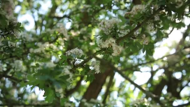 美しい白い花で枝が大きくなり美しい太陽フレアがレンズに落ちクローズアップされ — ストック動画