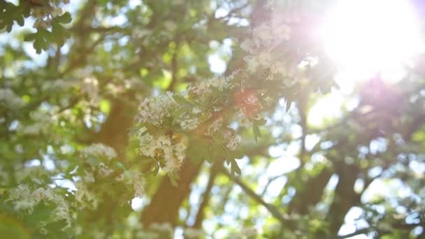 Gałąź Porośnięta Pięknymi Białymi Kwiatami Piękny Rozbłysk Słoneczny Wpada Obiektywu — Wideo stockowe