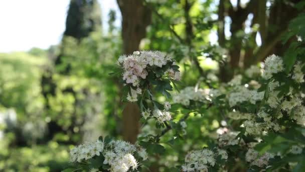 Rama Cubierta Hermosas Flores Blancas Cerca — Vídeos de Stock