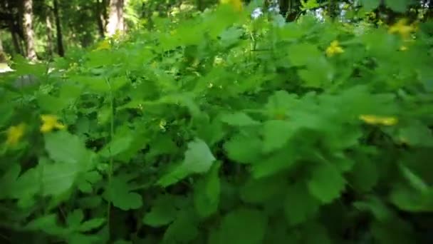 Mouvement Caméra Travers Herbe Autres Buissons Verts — Video