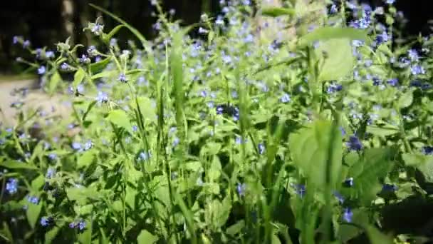 相机穿过蓝色花朵的运动 — 图库视频影像