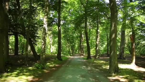 Caminar Largo Avenida Parque Movimiento Cámara Copa Del Árbol — Vídeo de stock