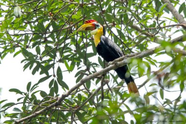Doğadaki Buruşuk Boynuz gagası