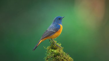 Egzotik mavi kuş, mavi-önlü Redstart (Phoenicurus frontalis) bulanık yeşil arka planda ahşap çubuğun tepesine tüneyen, renkli kuş, Kuzey Tayland