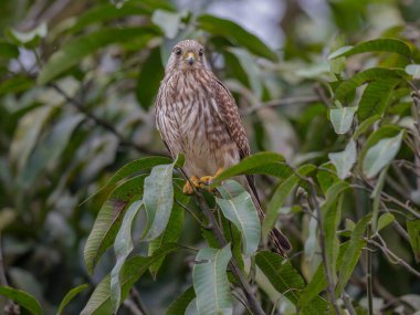 Tayland, ormandaki ağaç dalında yaygın kerkenez erkek (Falco tinnunculus)