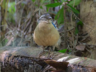 Dev Pitta (Pitta caerulea) Dev Antpitta, nemli birincil ovalarda yaşar. Kapalı fotoğraf, ıslak tropikal orman ortamında utangaç kuş, Krabi Tayland